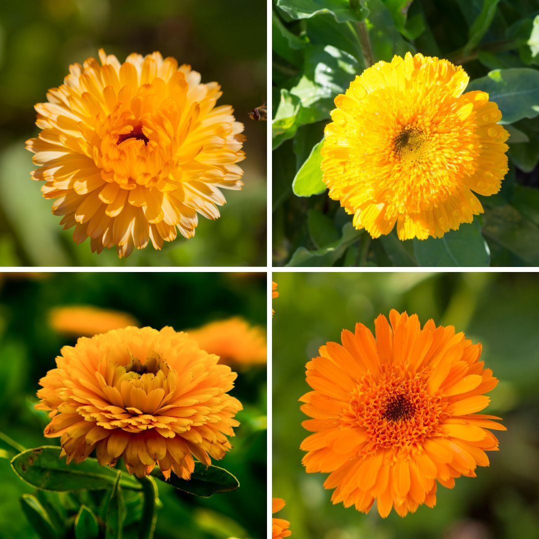 Calendula- Princess Mix